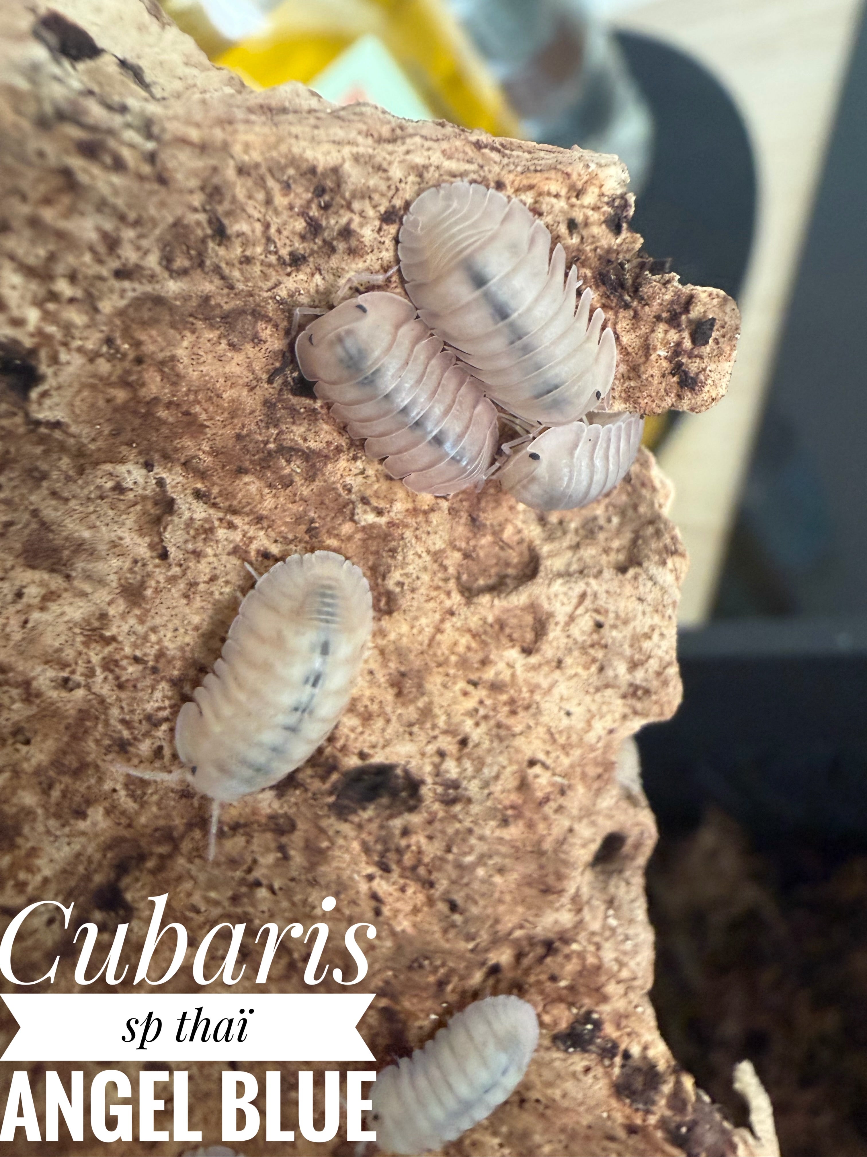 Cubaris sp thaï angel blue