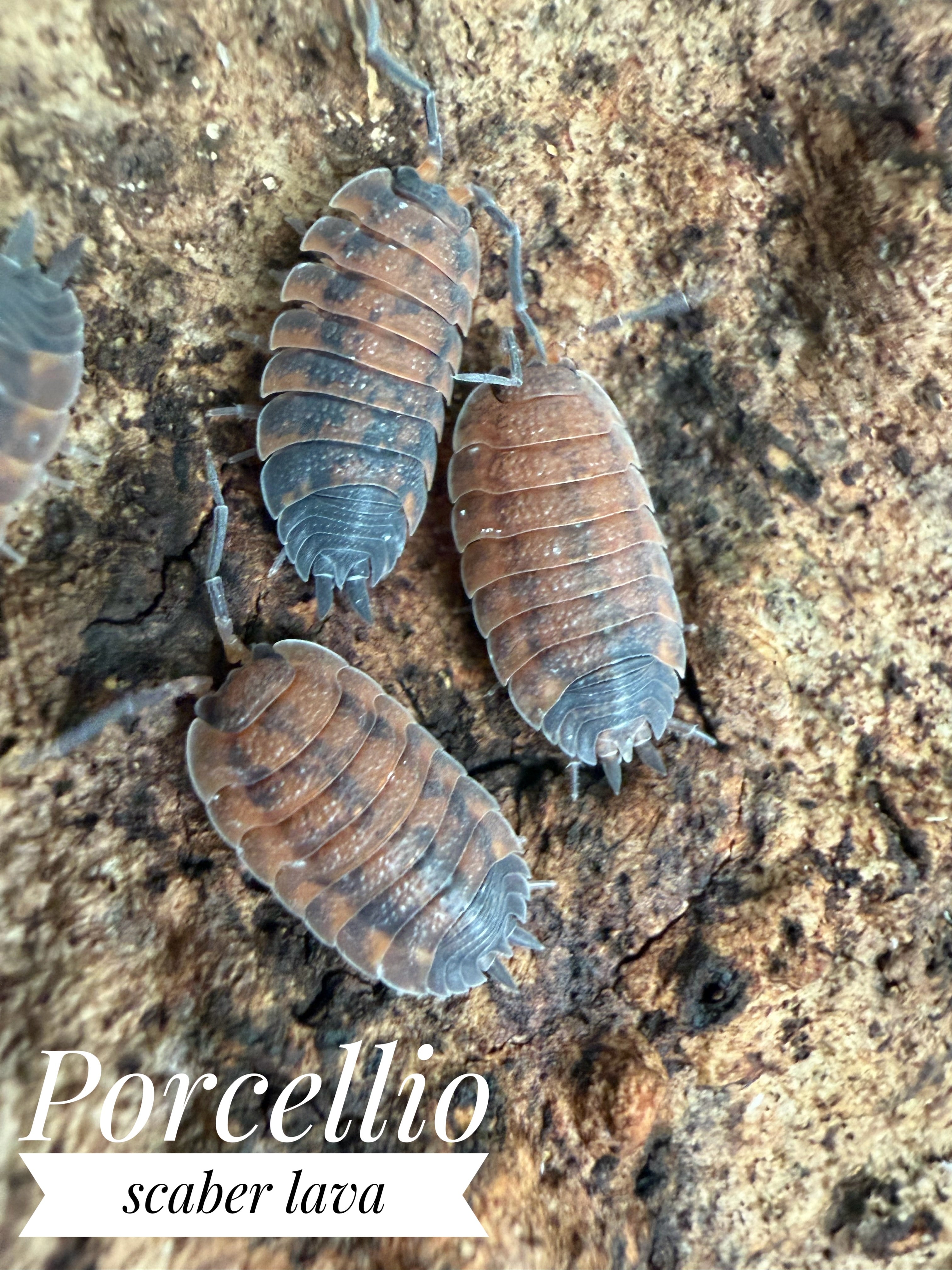 Porcellio scaber lava