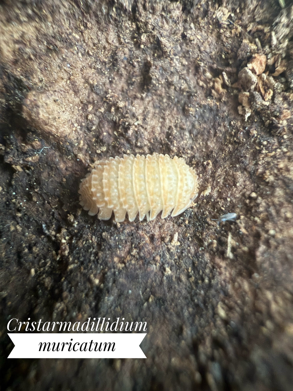 Cristarmadillidium muricatum