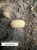 Cristarmadillidium muricatum