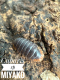 Cubaris sp myako