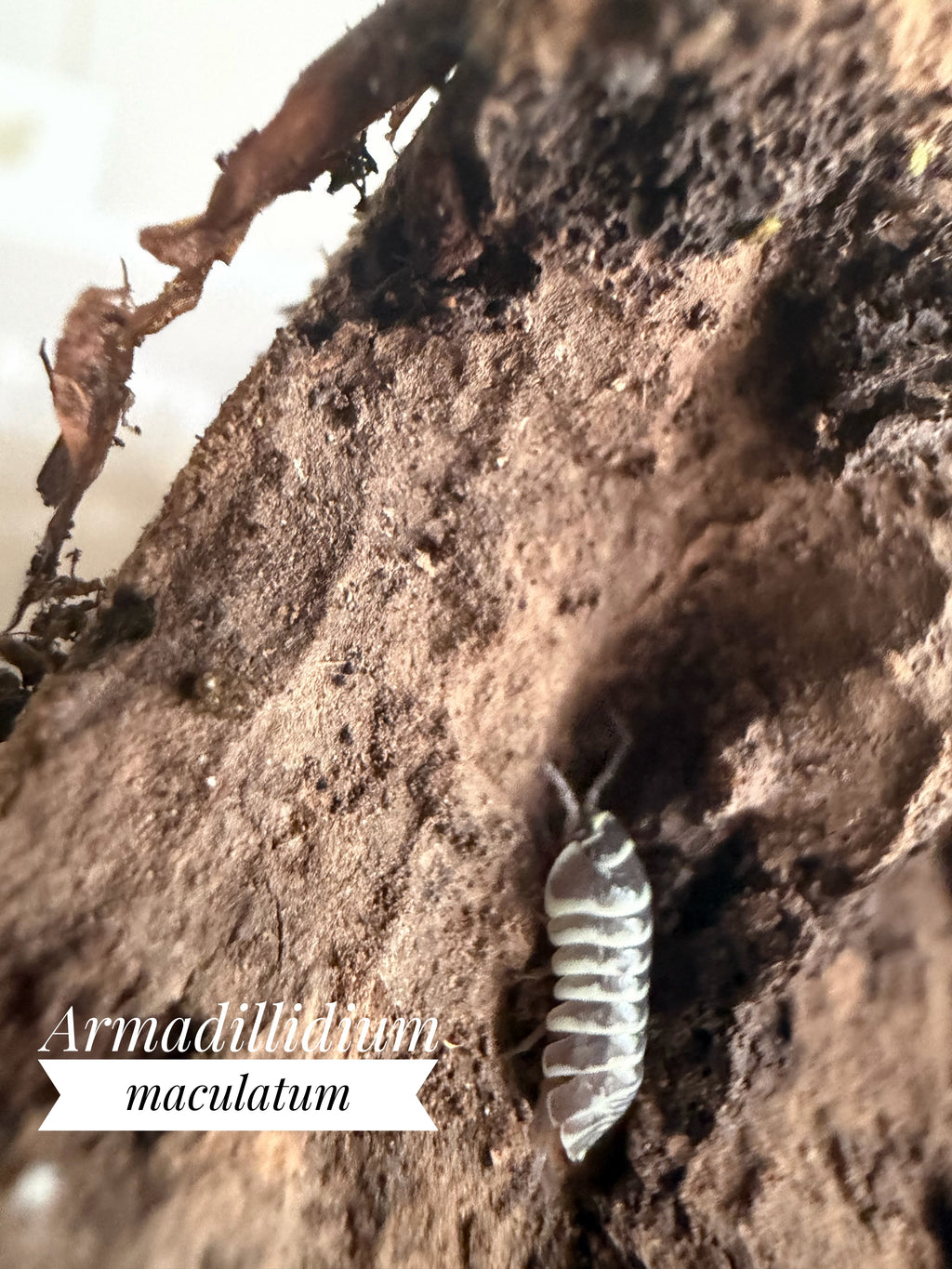 Armadillidium maculatum (zébra)