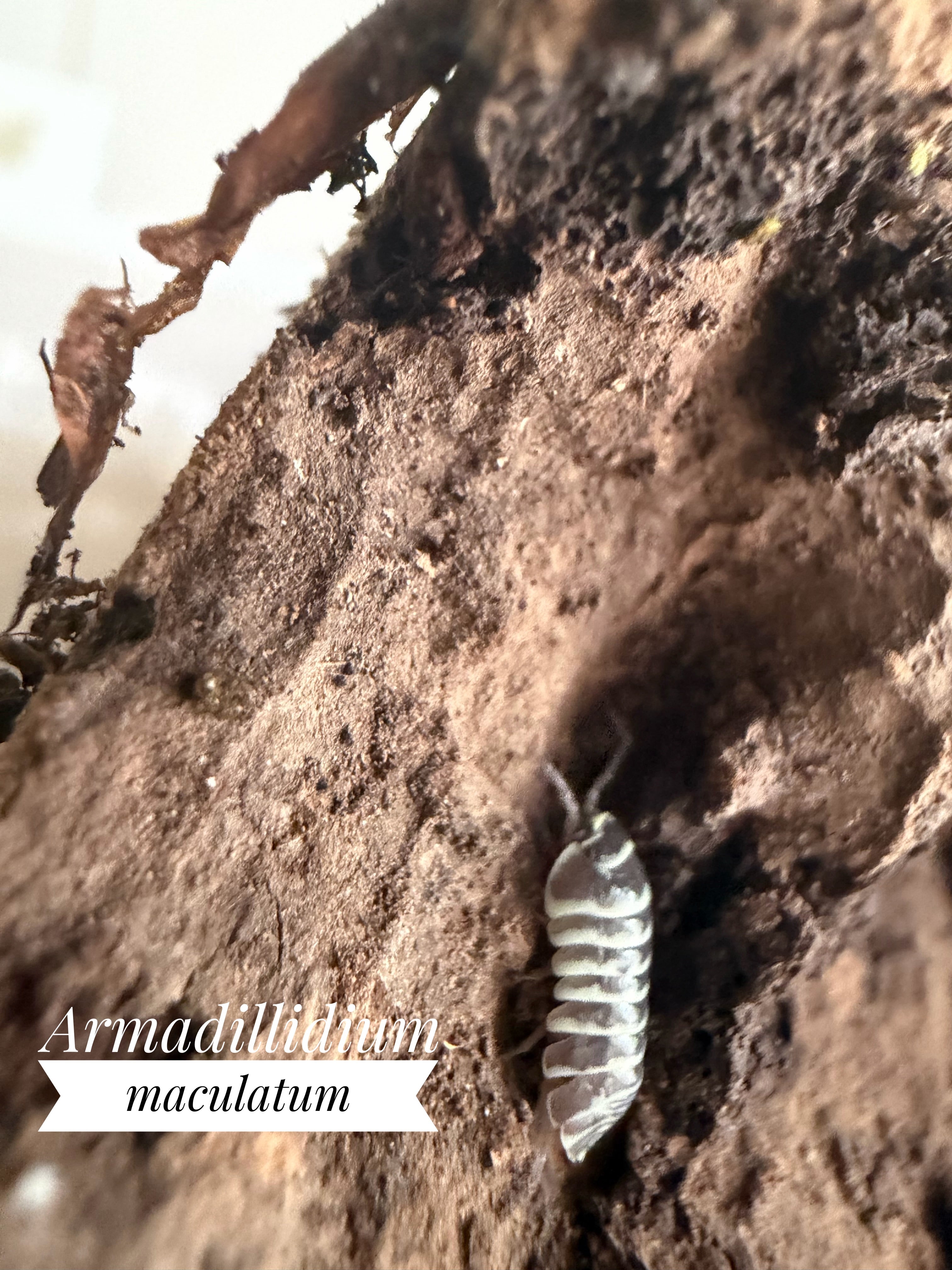 Armadillidium maculatum (zébra)