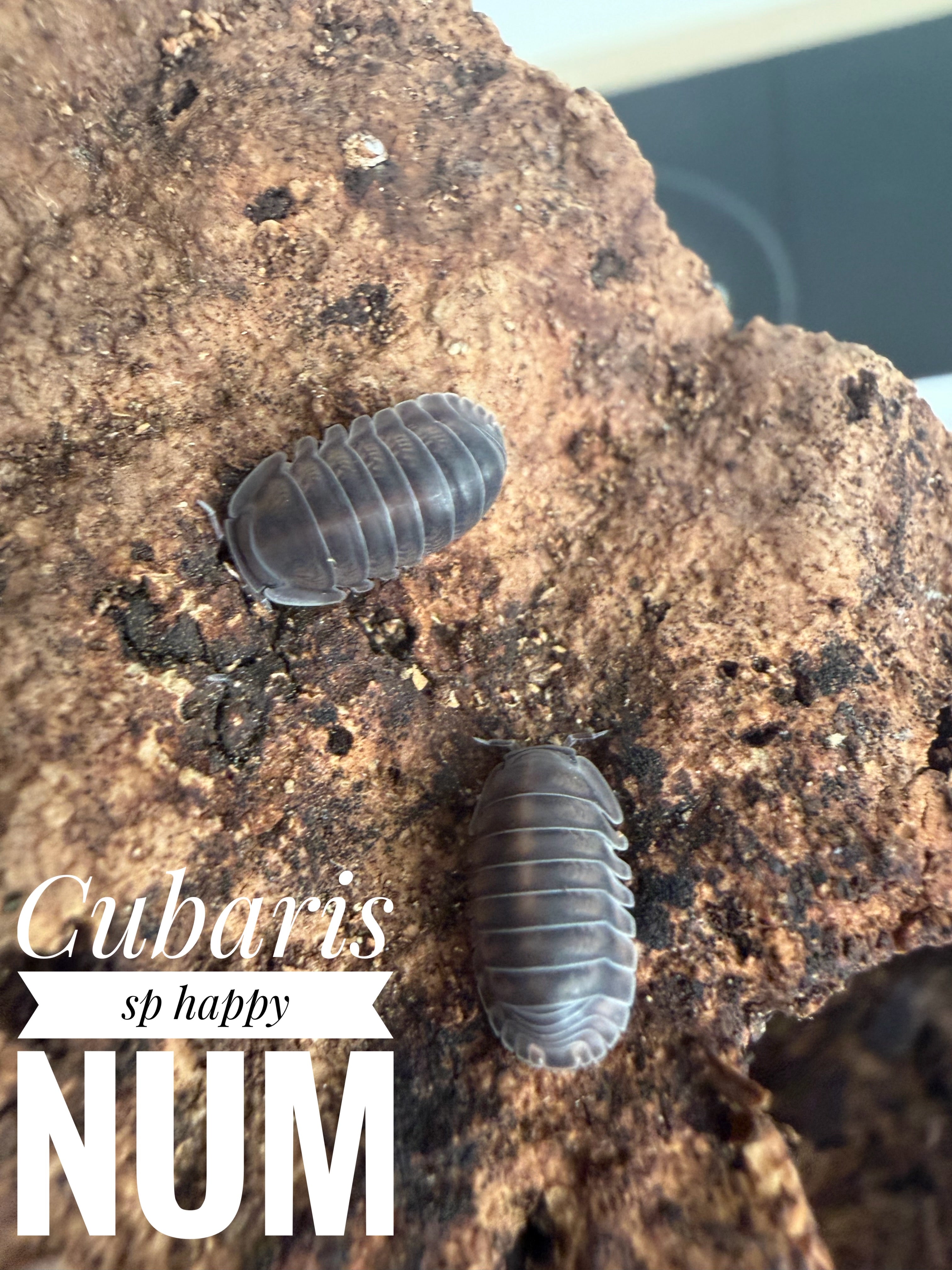 Cubaris sp happy num