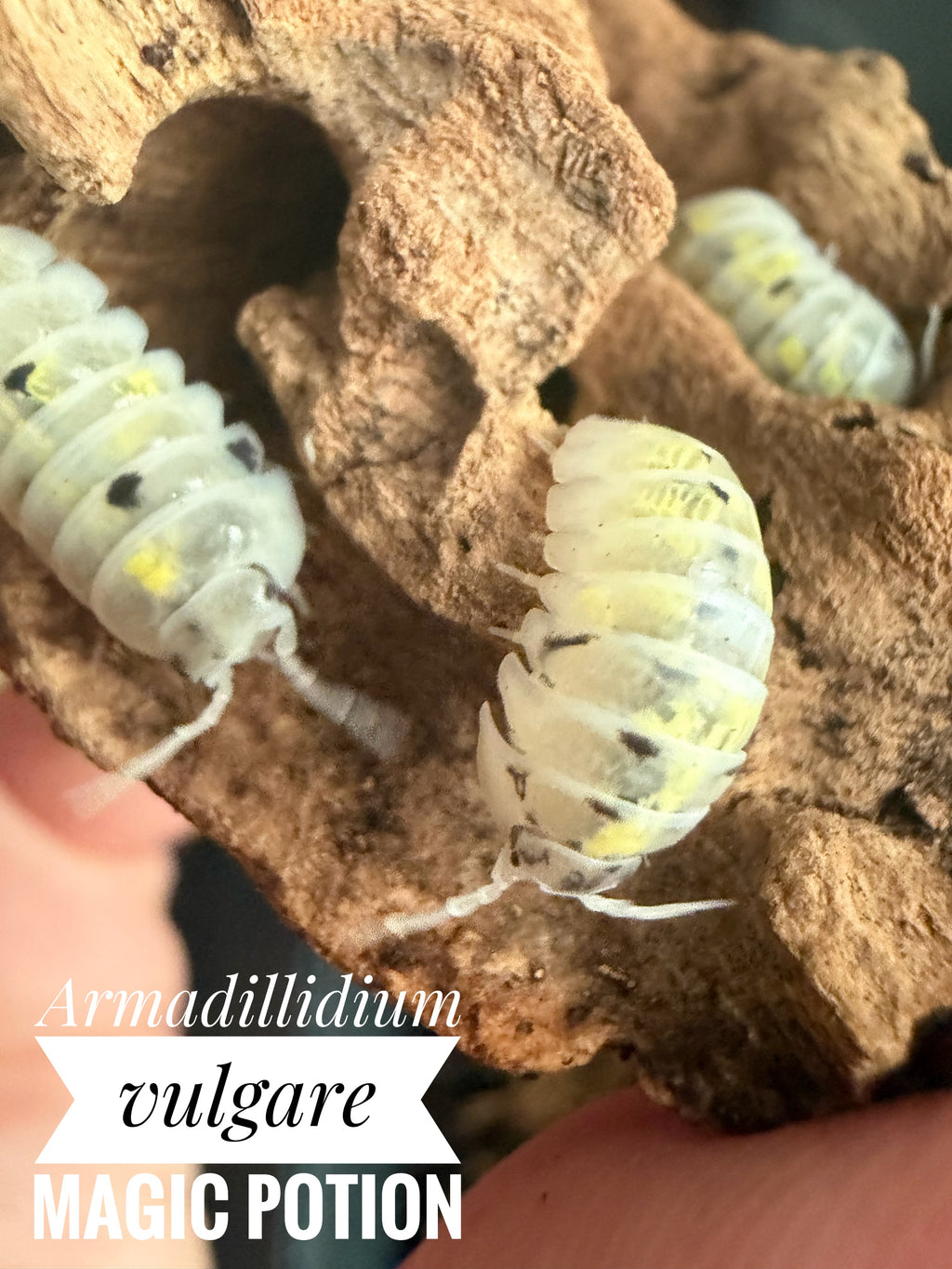 Armadillidium vulgare magic potion