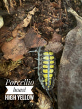 Porcellio haasi high yellow