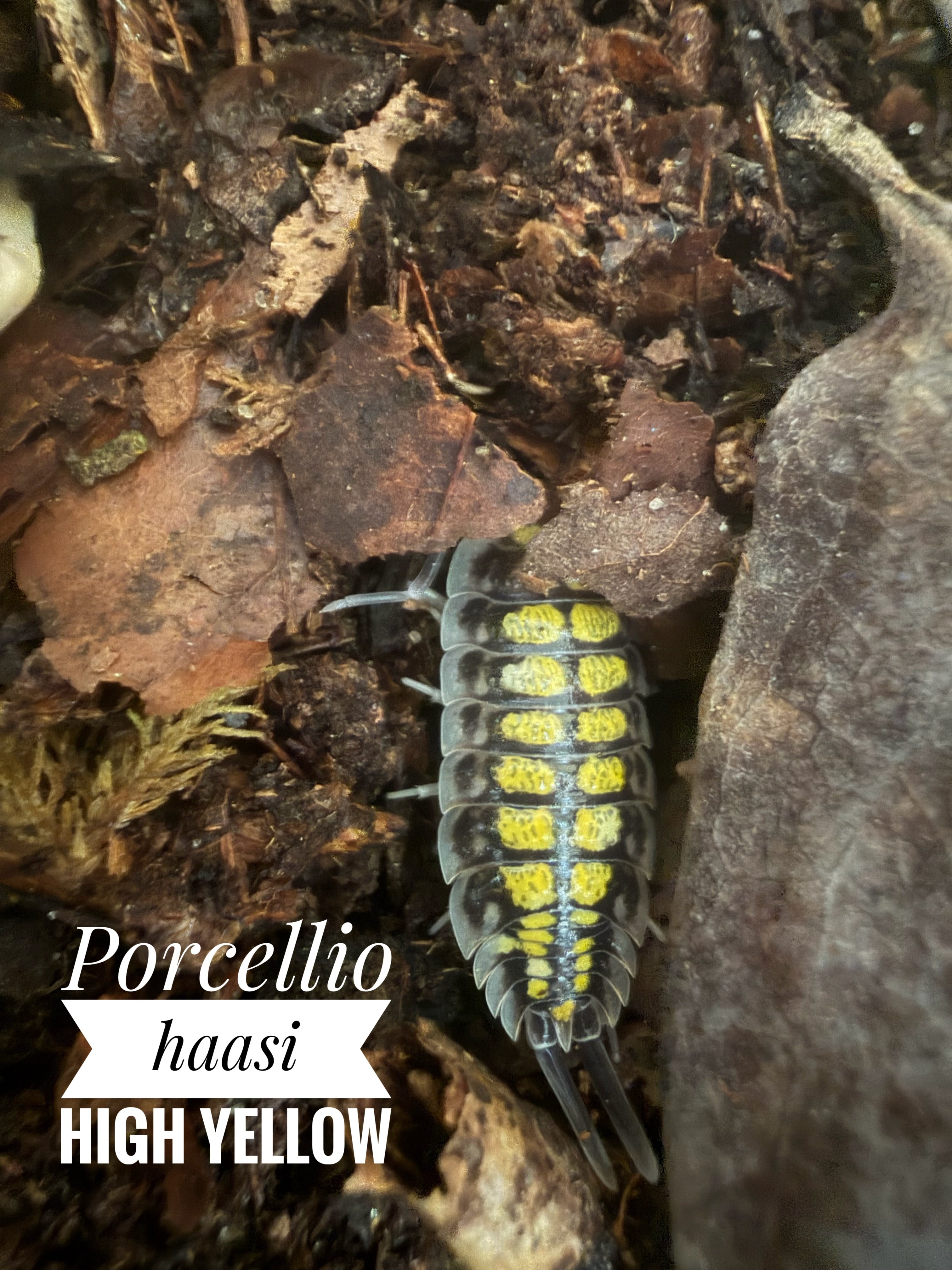 Porcellio haasi high yellow