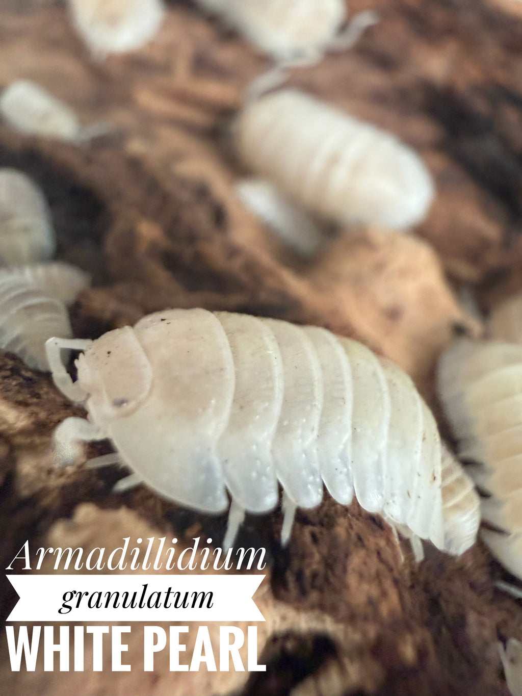 Armadillidium granulatum white pearl