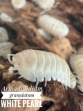 Armadillidium granulatum white pearl