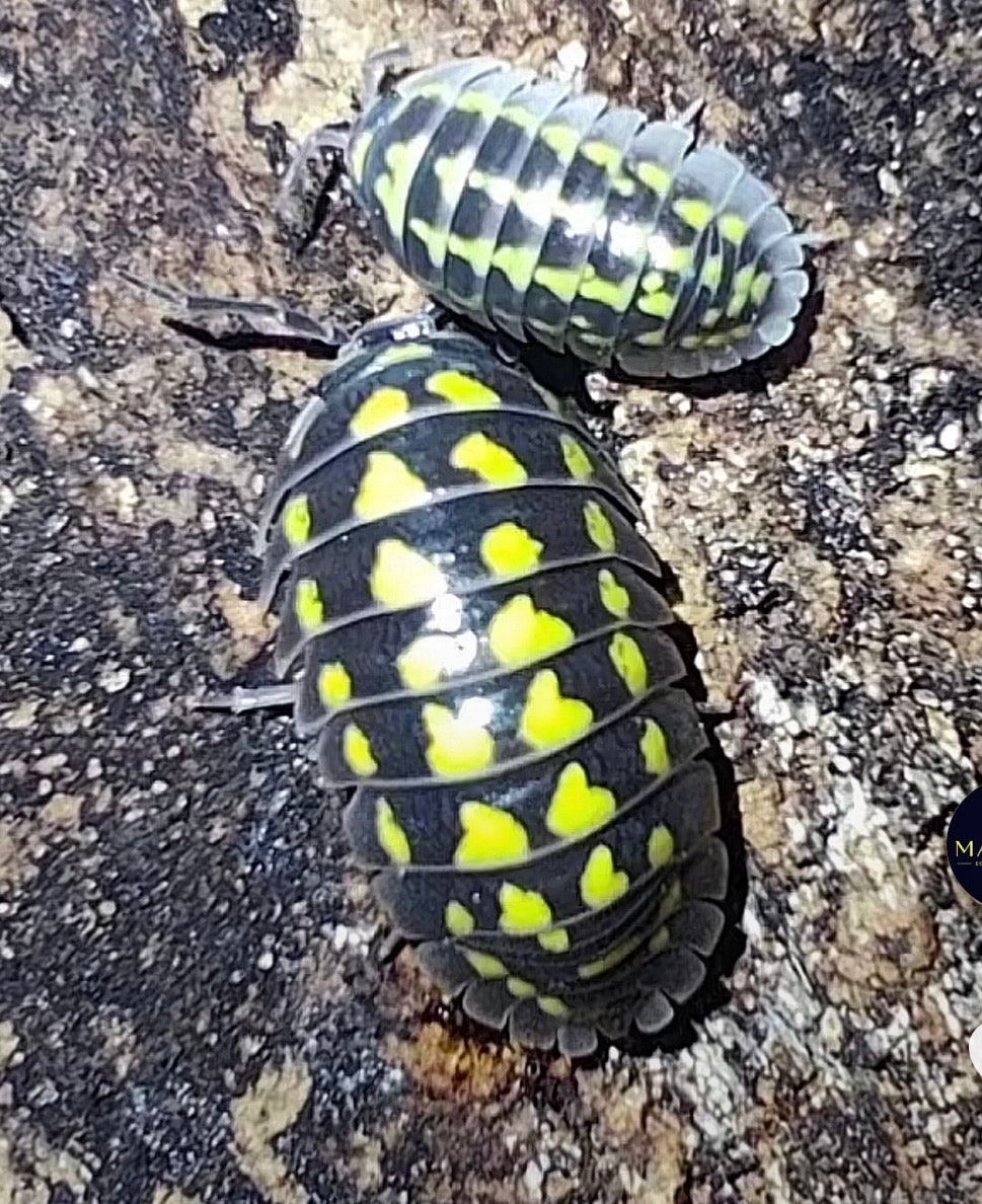 Armadillidium gestoï