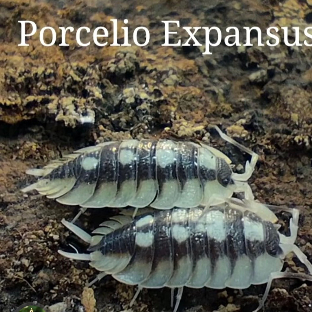 Porcellio expansus