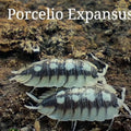 Porcellio expansus