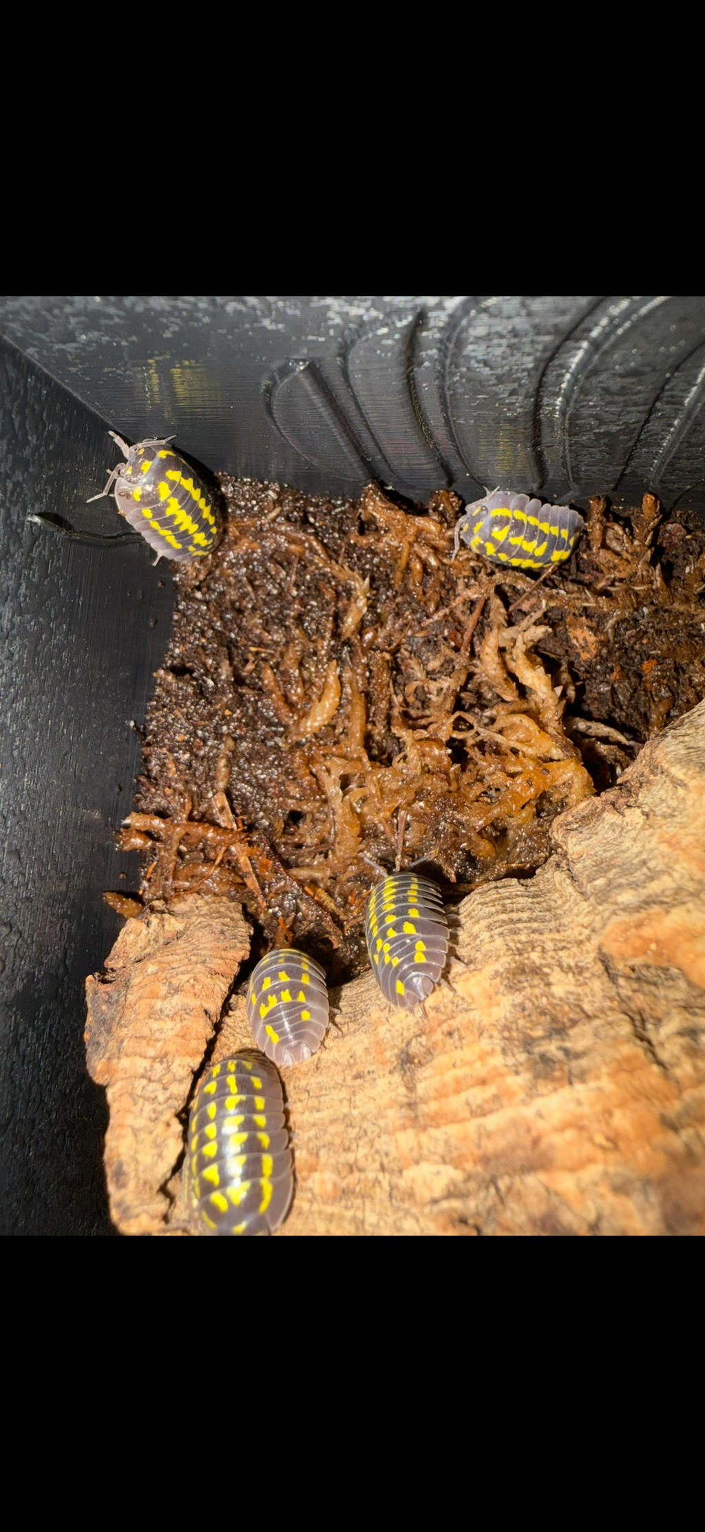 Armadillidium gestoï