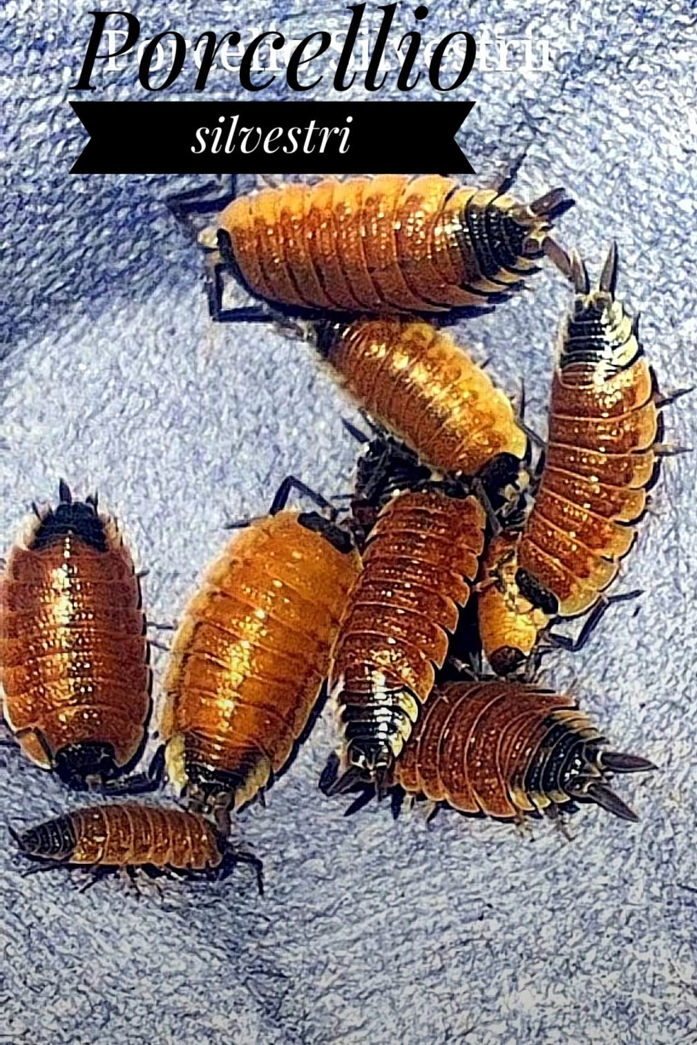Porcellio silvestri