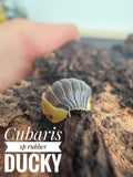 Cubaris sp rubber ducky