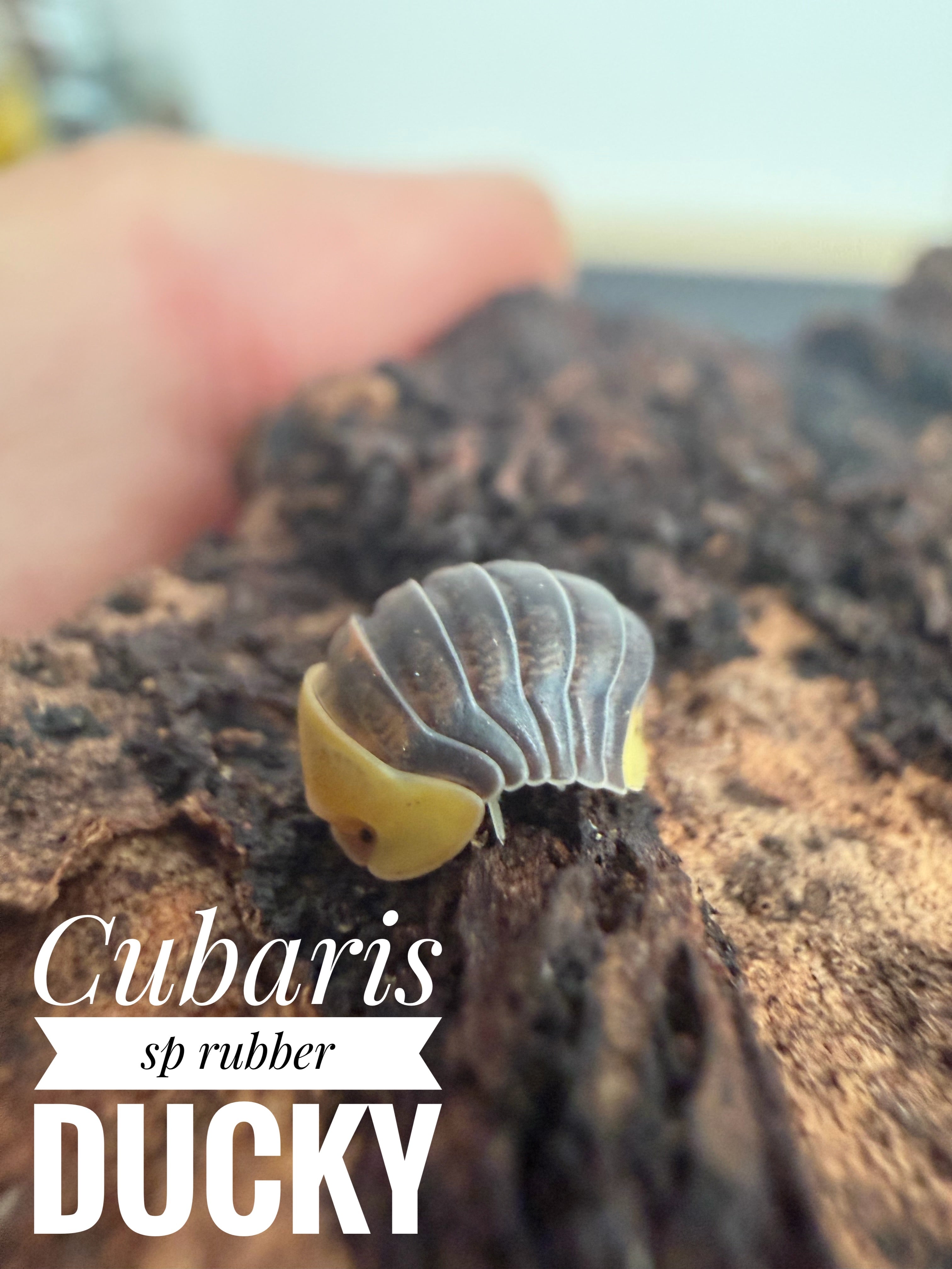 Cubaris sp rubber ducky