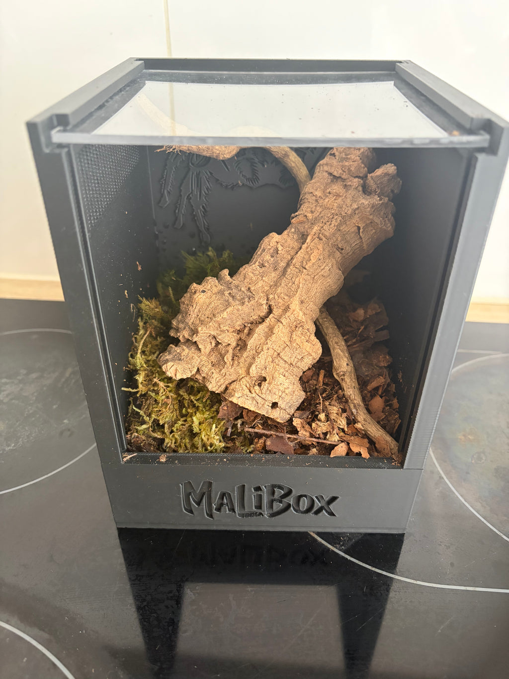 Malibox arboria