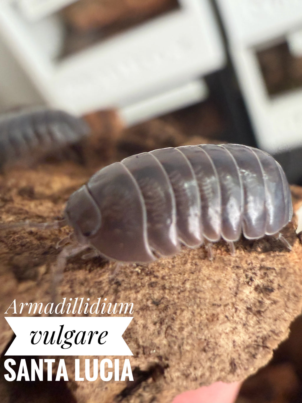 Armadillidium vulgare santa lucia