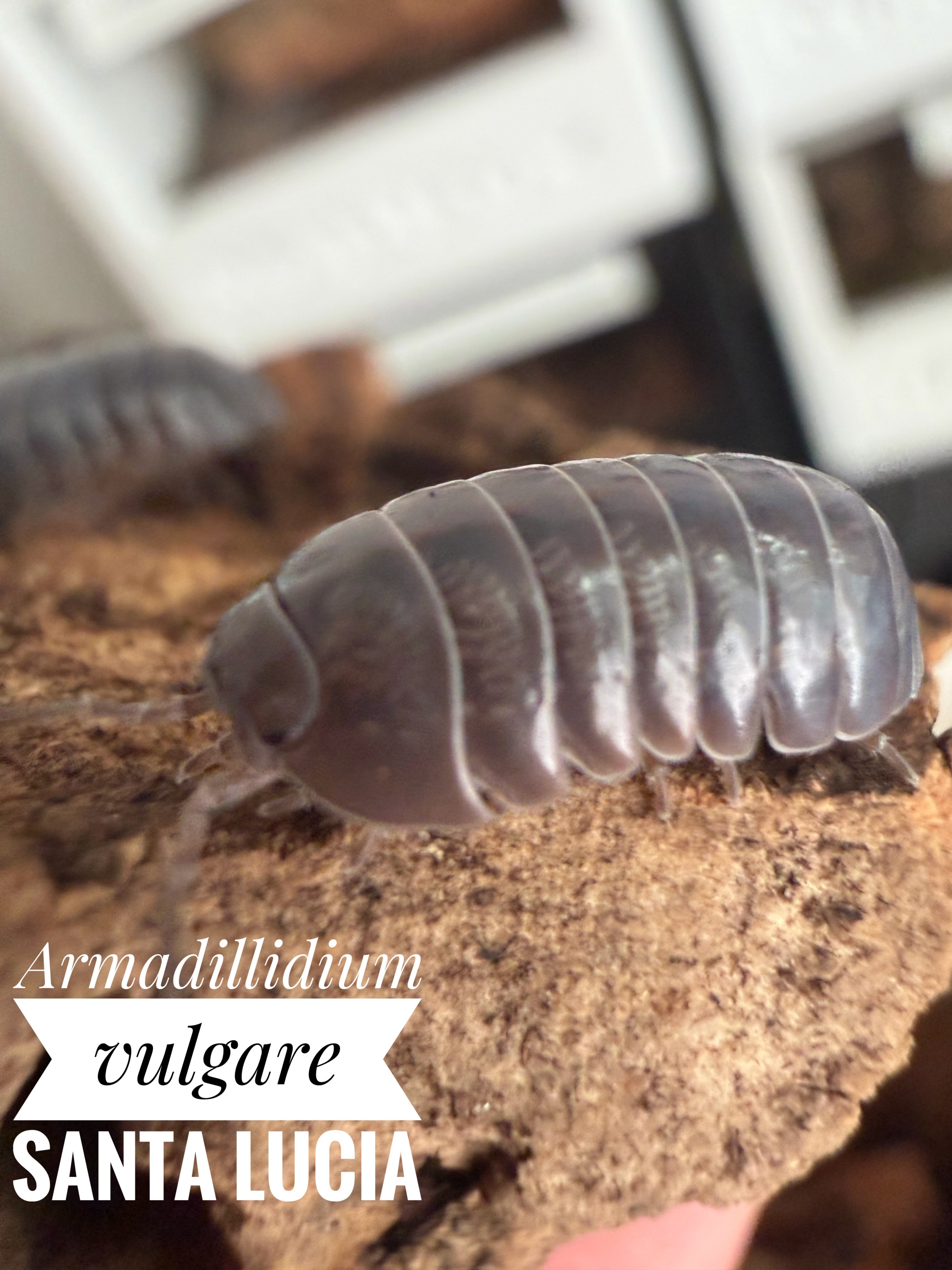 Armadillidium vulgare santa lucia