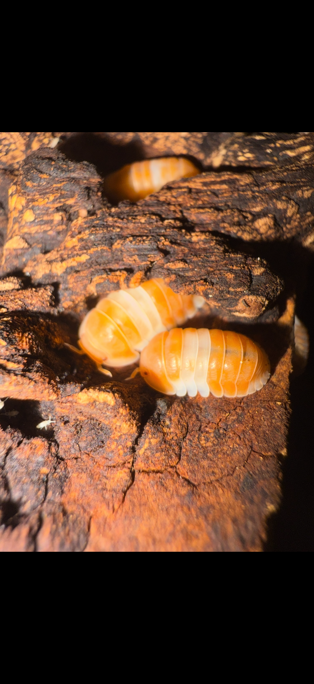 Cubaris panda King orange