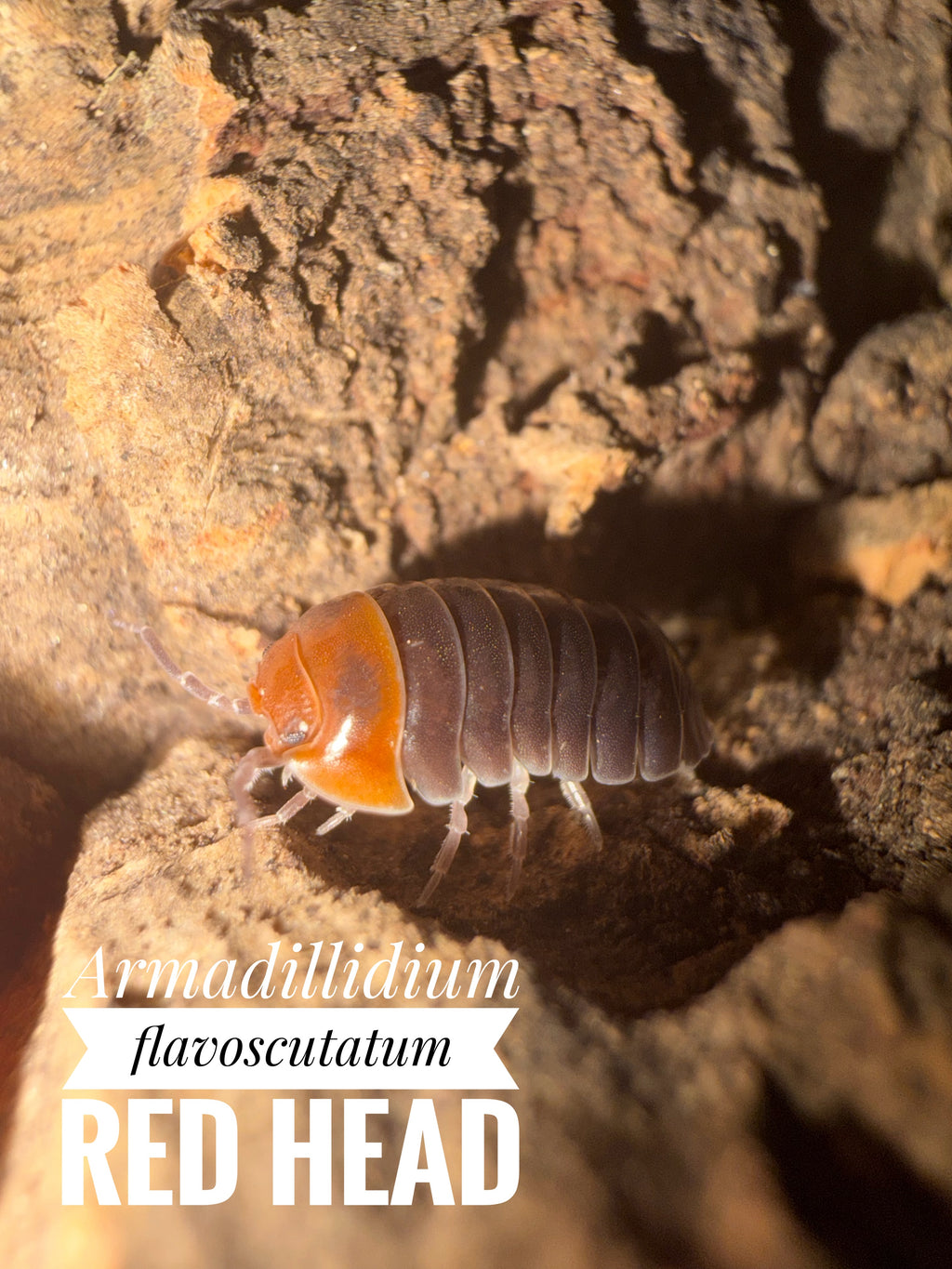 Armadillidium flavoscutatum red head