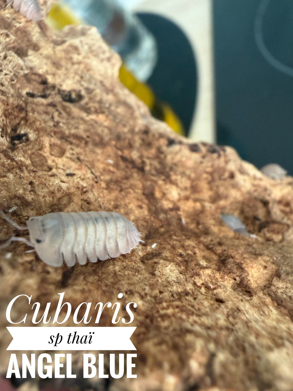 Cubaris sp thaï angel blue