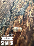 Cubaris white shark