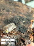 Cubaris sp platin tung song