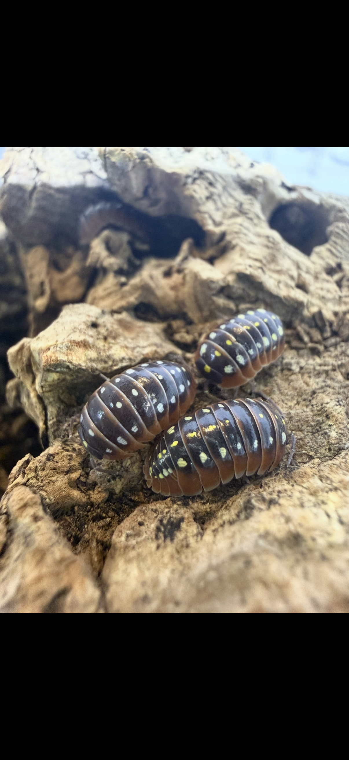 Armadillidium klugii Monténégro