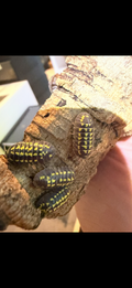 Armadillidium gestoï