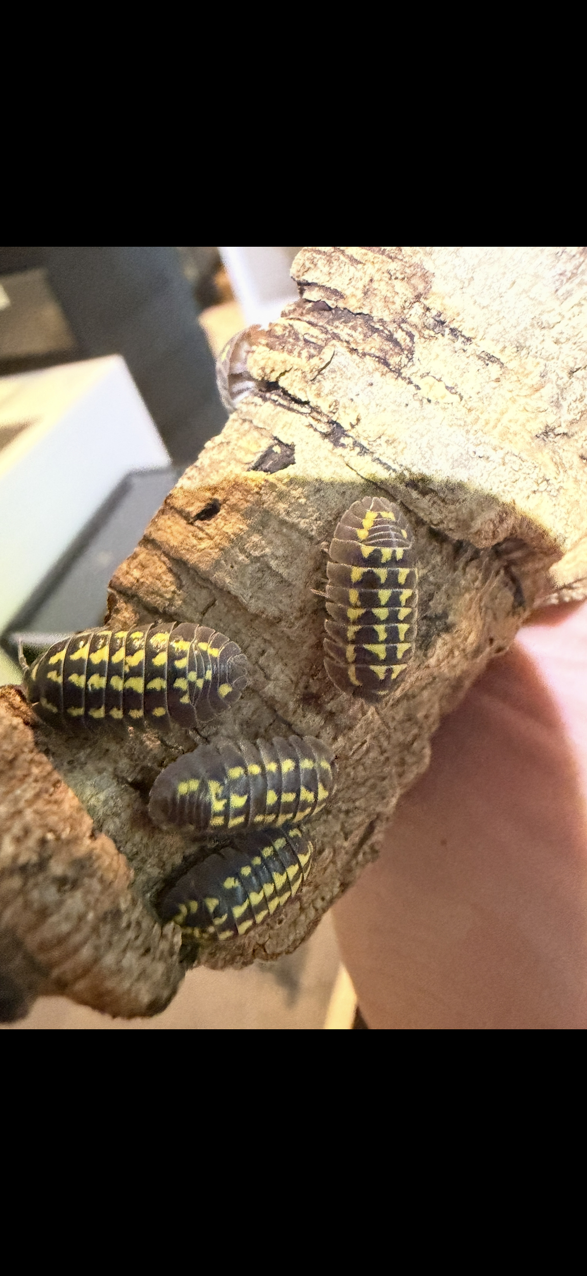 Armadillidium gestoï