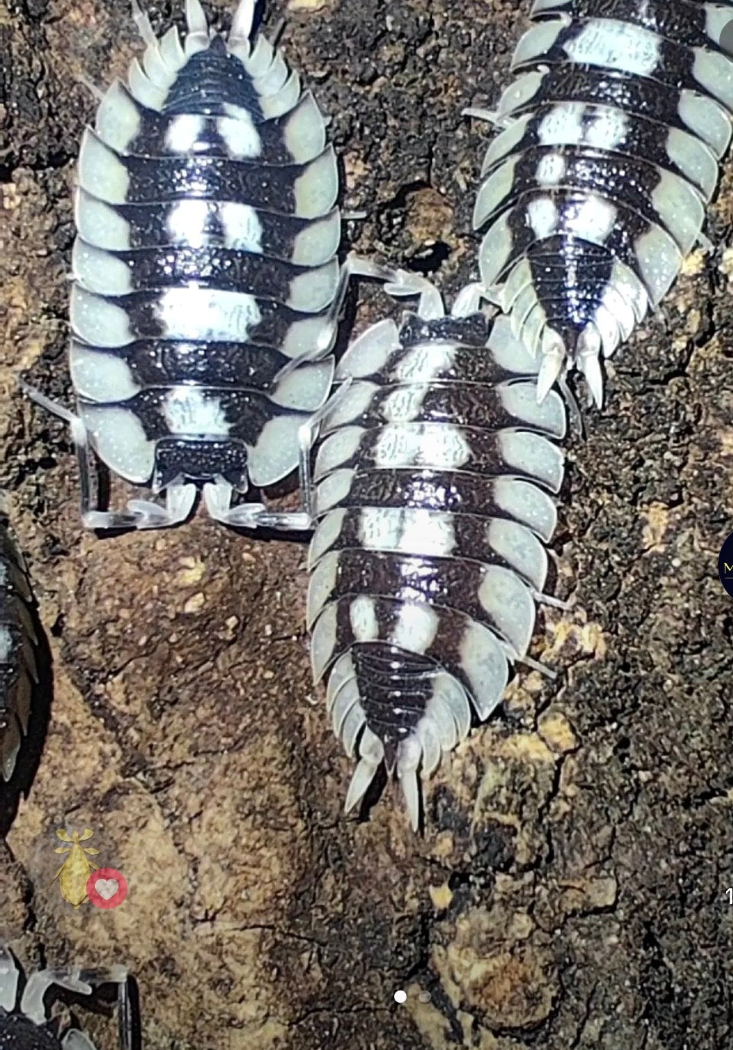 Porcellio expansus