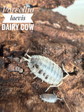 Porcellio laevis dairy cow