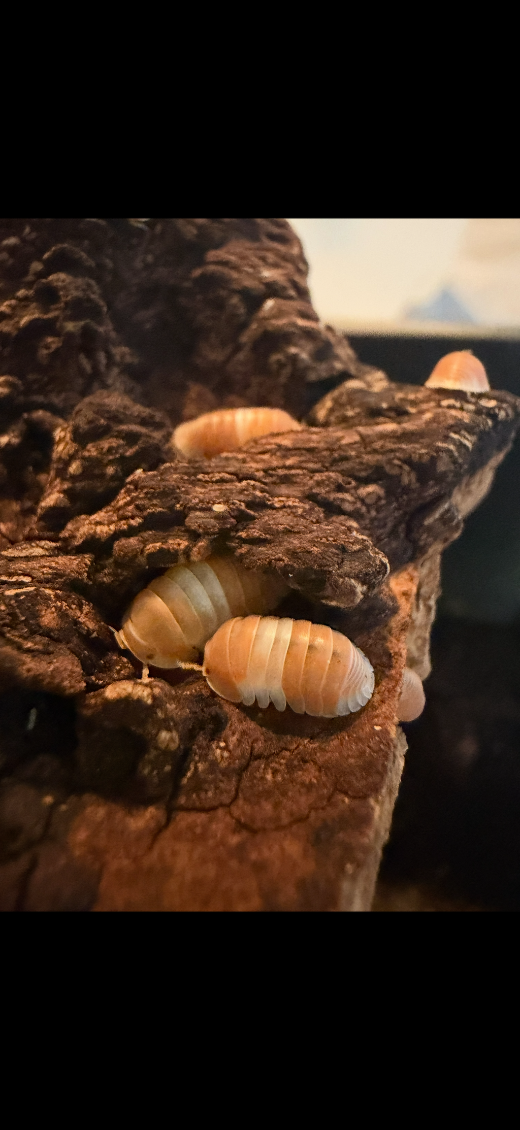 Cubaris panda King orange