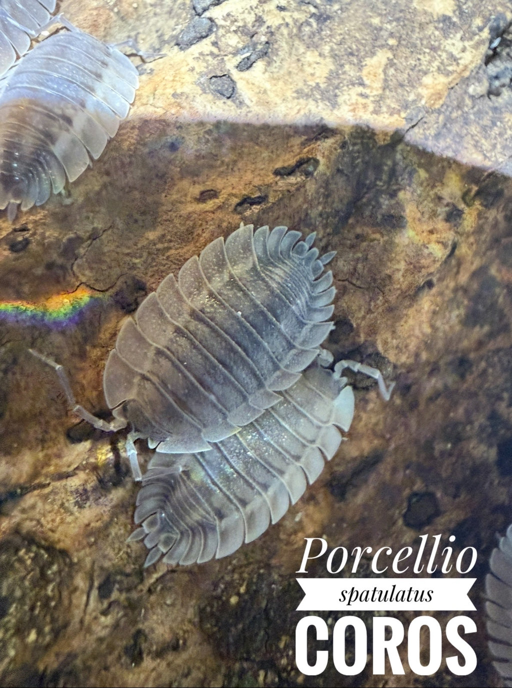 Porcellio spatulatus coros
