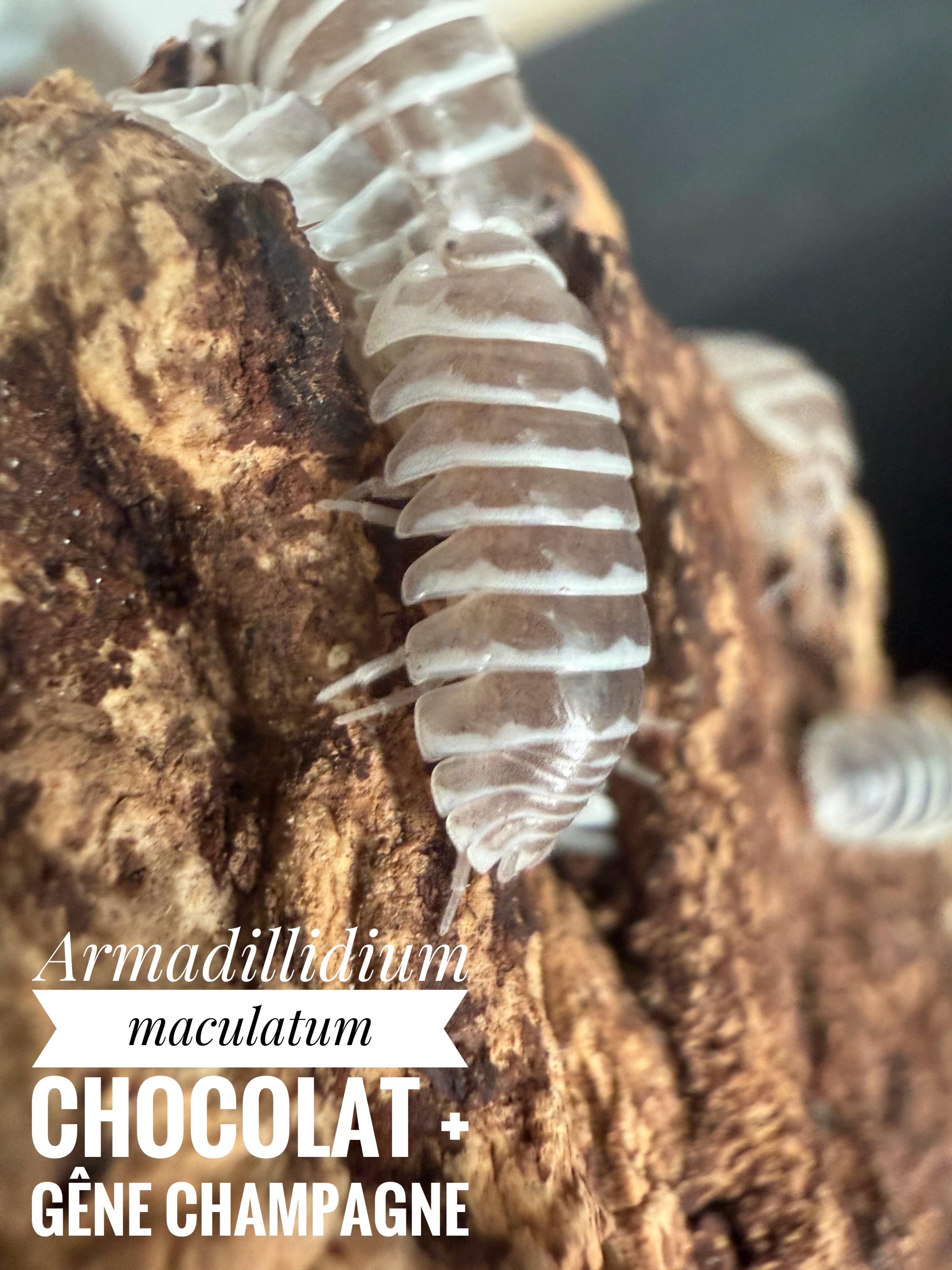 Armadillidium maculatum chocolat + gêne champagne