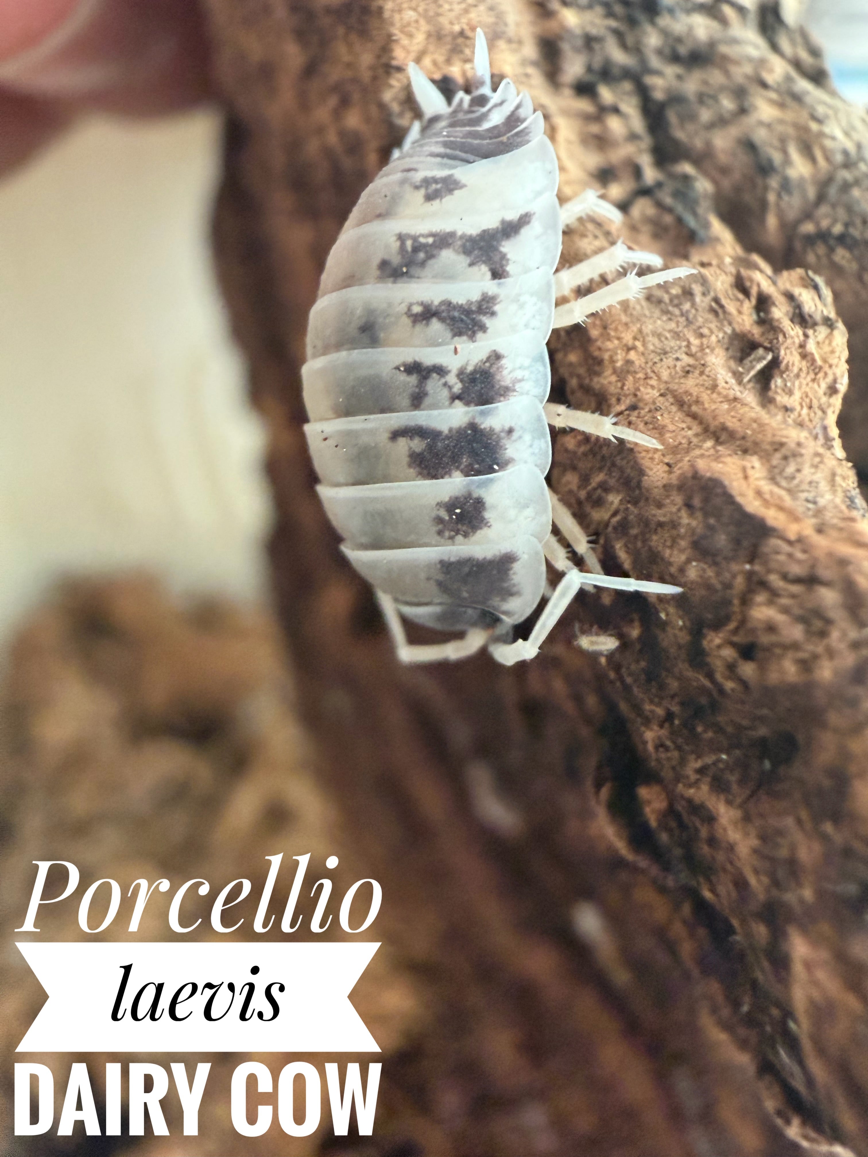 Porcellio laevis dairy cow