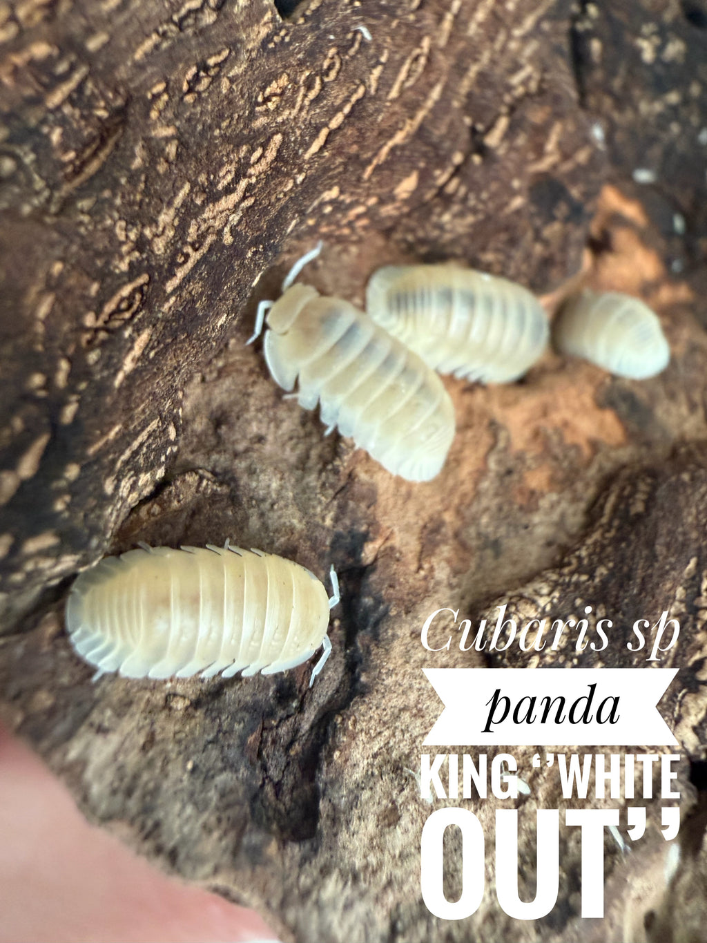 Cubaris sp panda king white out