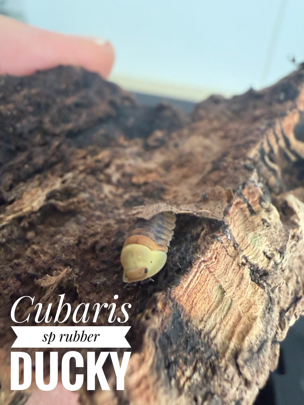 Cubaris sp rubber ducky