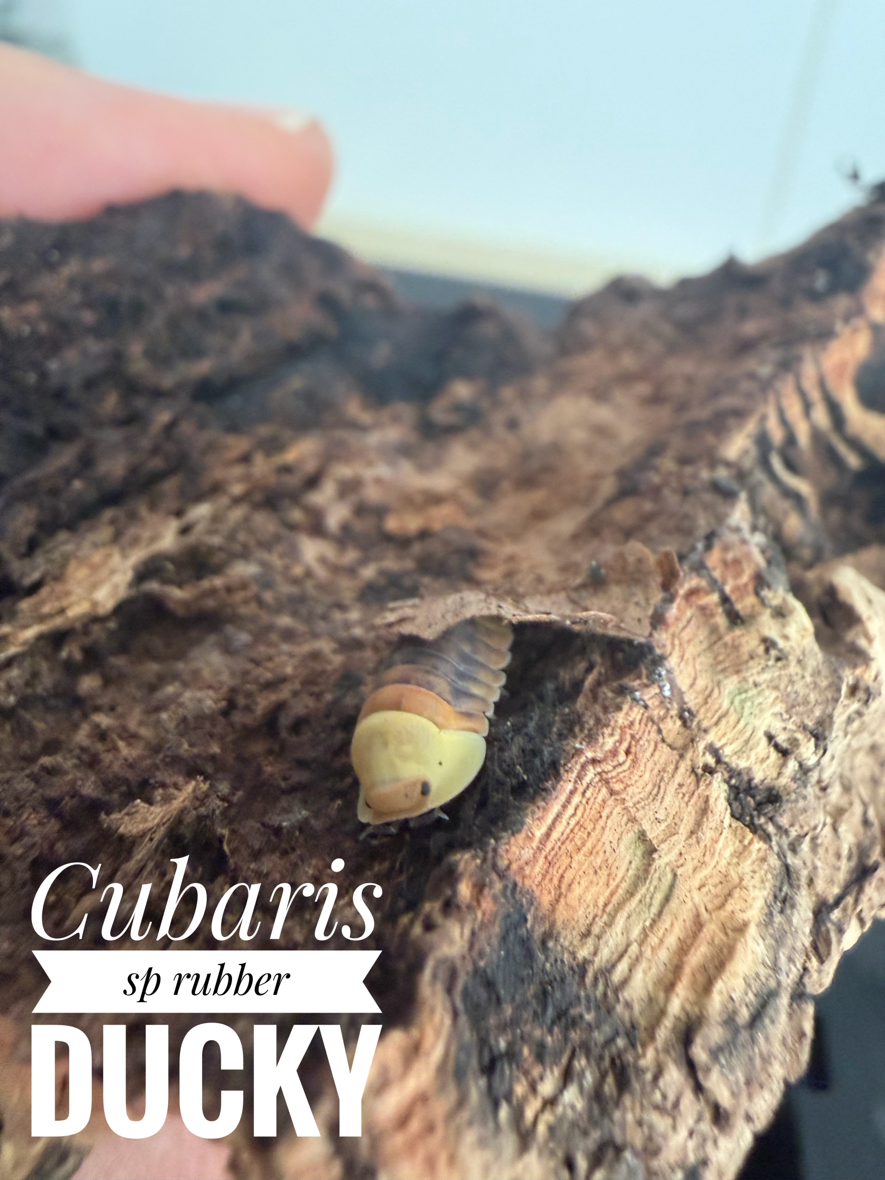 Cubaris sp rubber ducky