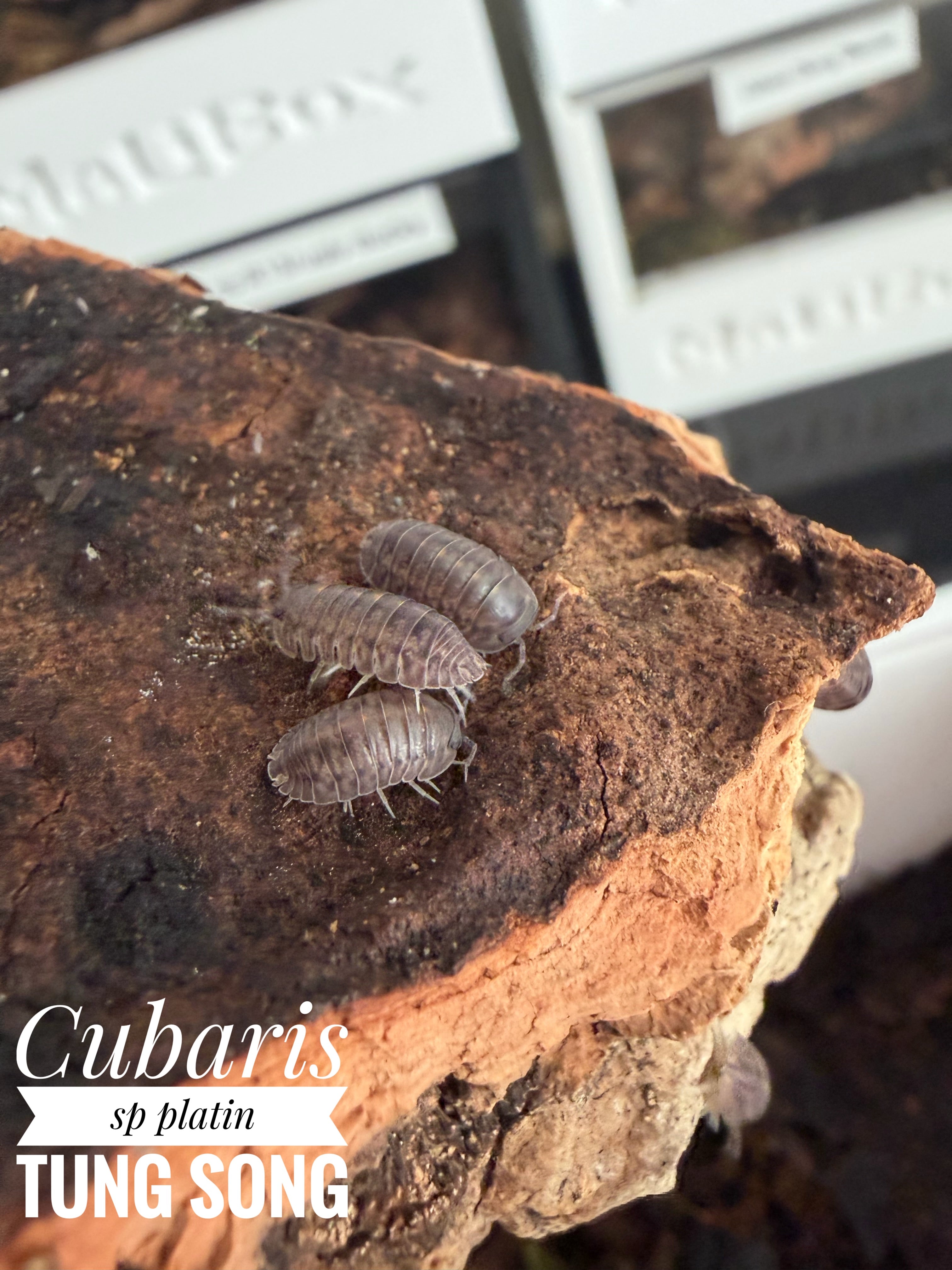 Cubaris sp platin tung song