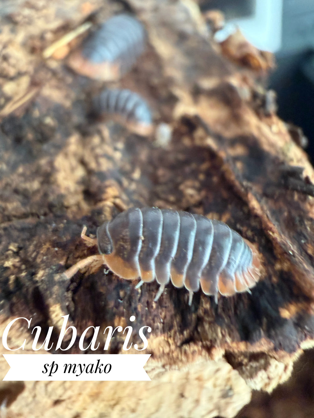 Cubaris sp myako
