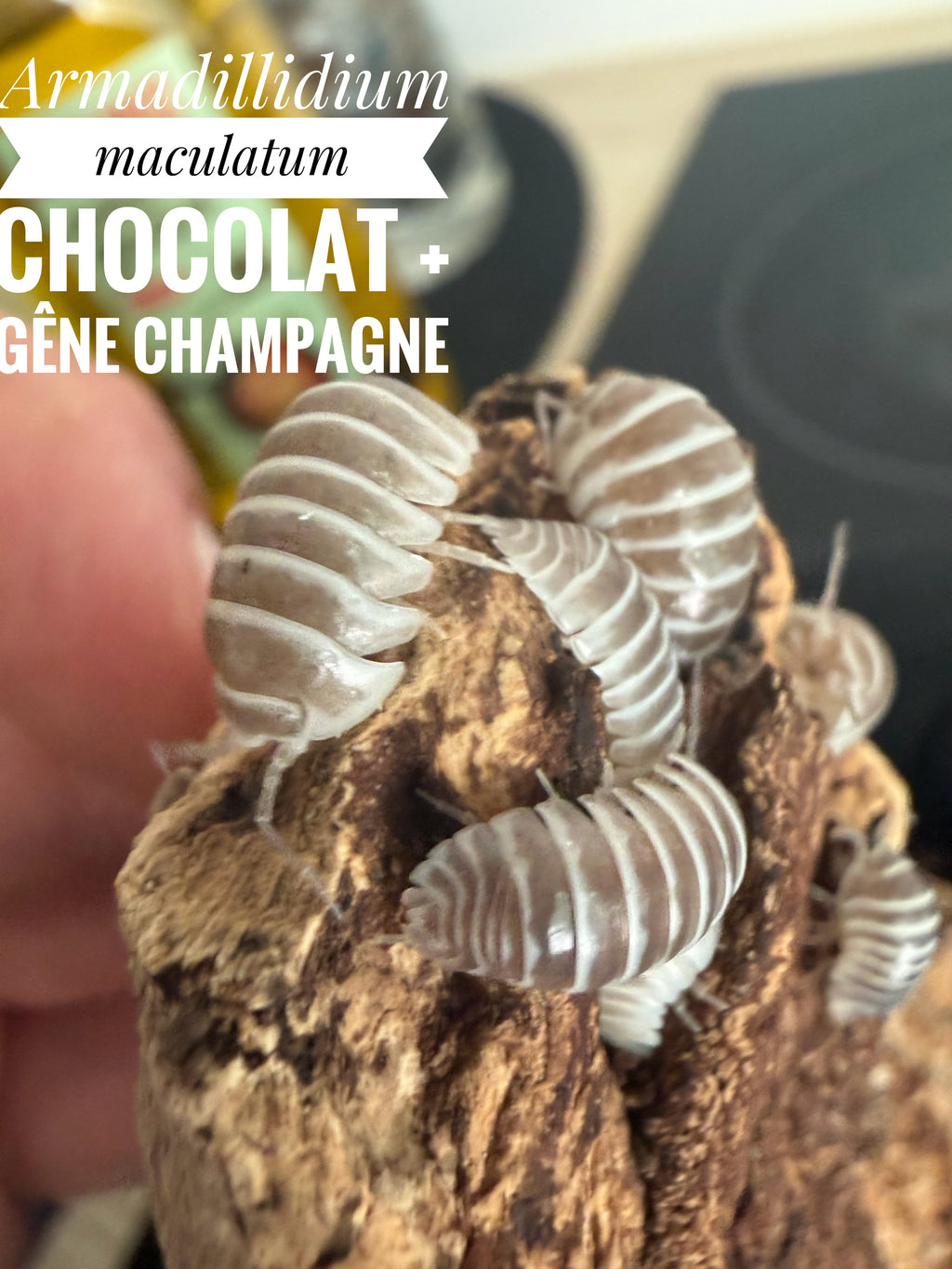Armadillidium maculatum chocolat + gêne champagne