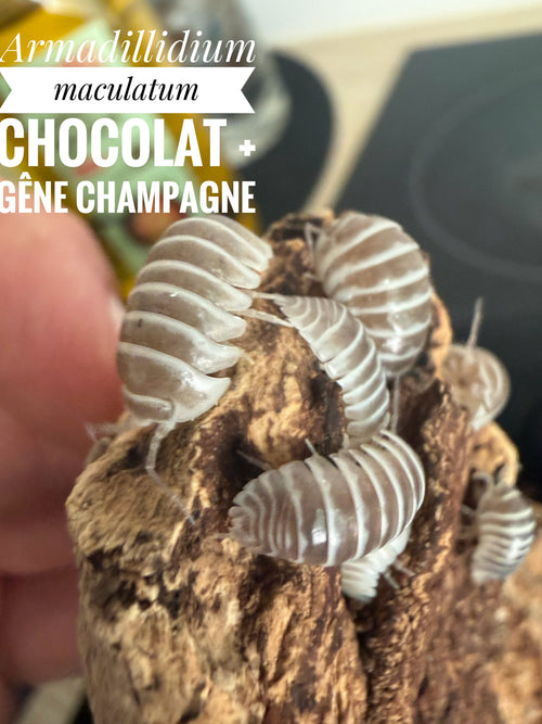 Armadillidium maculatum chocolat + gêne champagne