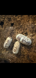 armadillidium espanyoli marbleized