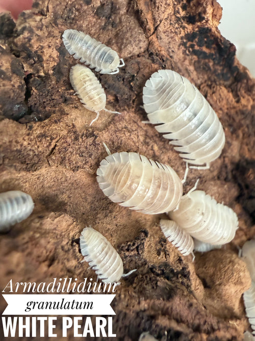 Armadillidium granulatum white pearl