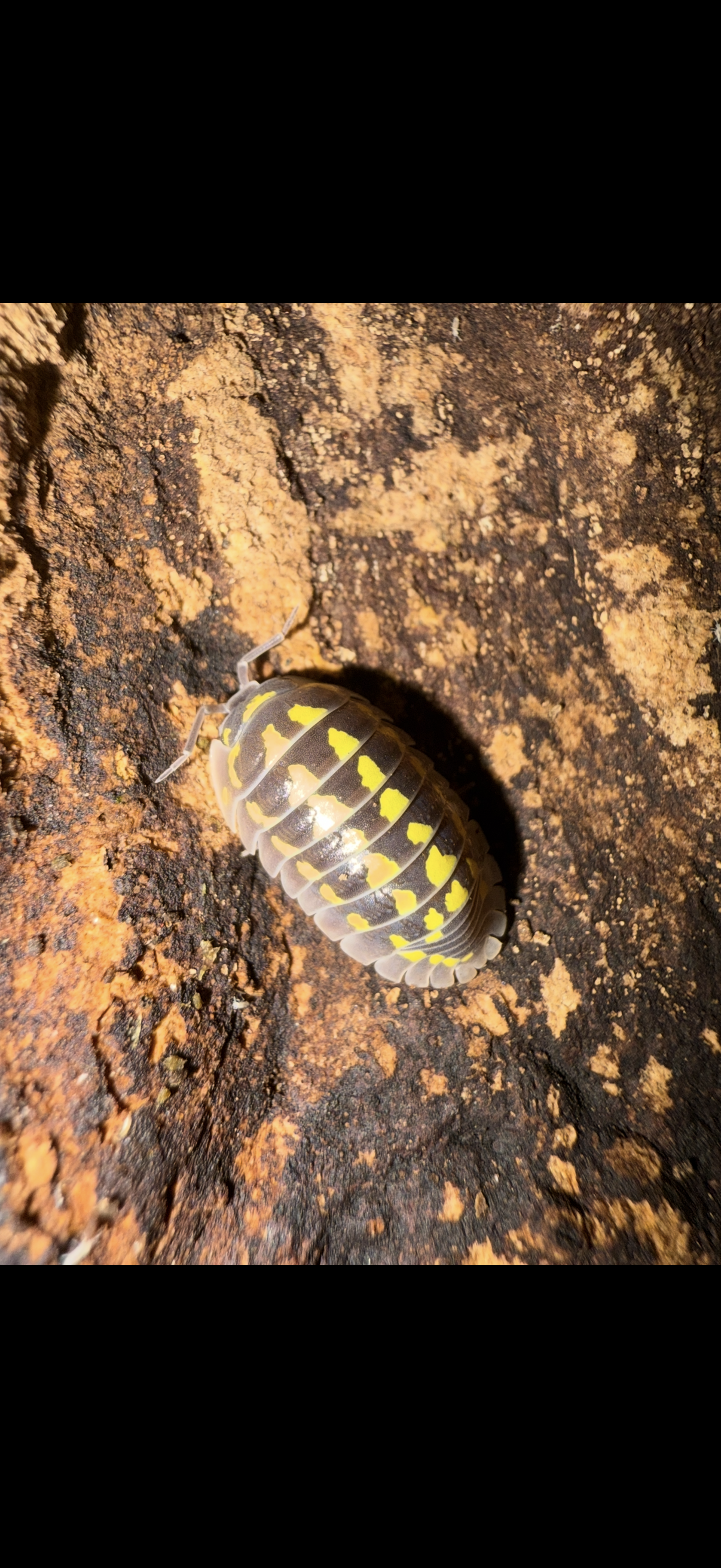 Armadillidium gestoï