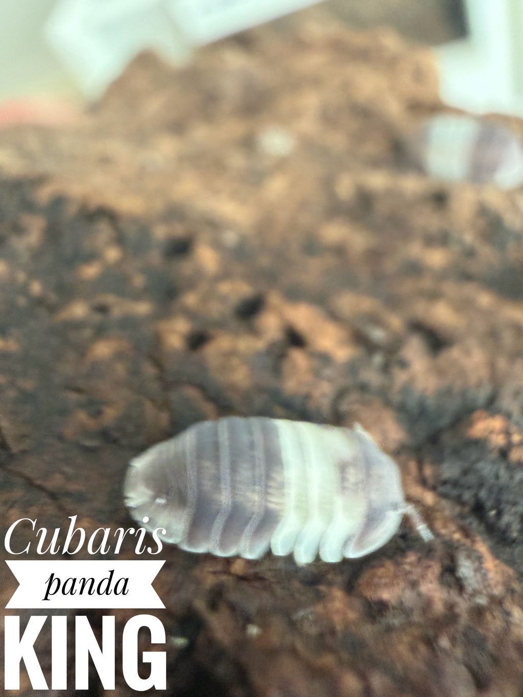 Cubaris panda king
