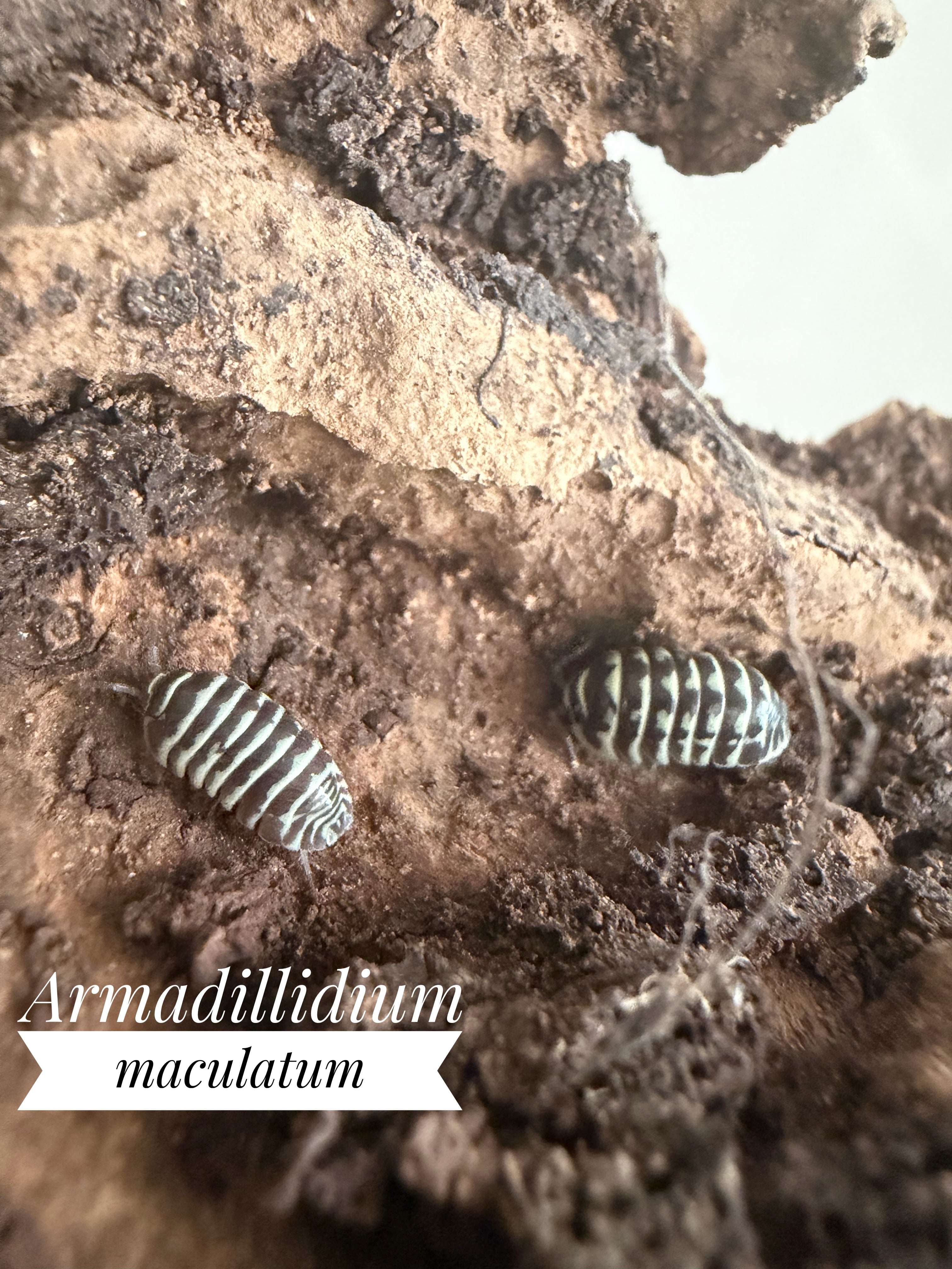 Armadillidium maculatum (zébra)