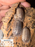 Porcellio spatulatus coros